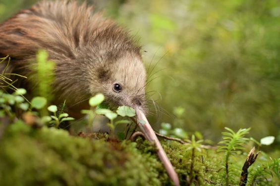 Whakatāne Kiwi Trust